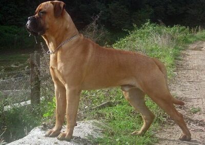 Bull Mastiff