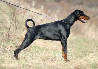 Doberman Pinscher