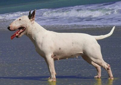 English Bull terrier