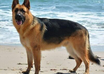 German Shepherd