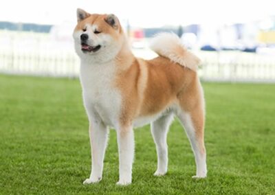 Japanese Akita