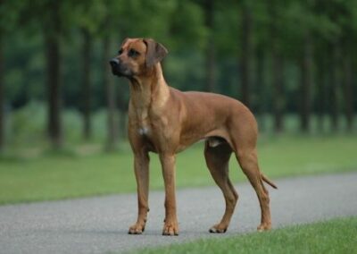 Rhodesian Ridgeback