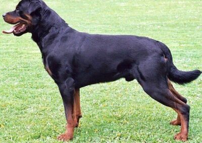 Rottweiler