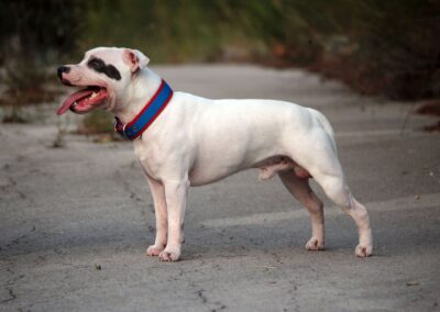 Staffordshire bull terrier